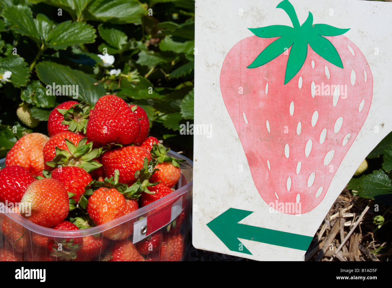 Fruit Picking, Farm Sign, Sussex, England Stock Photo Alamy
