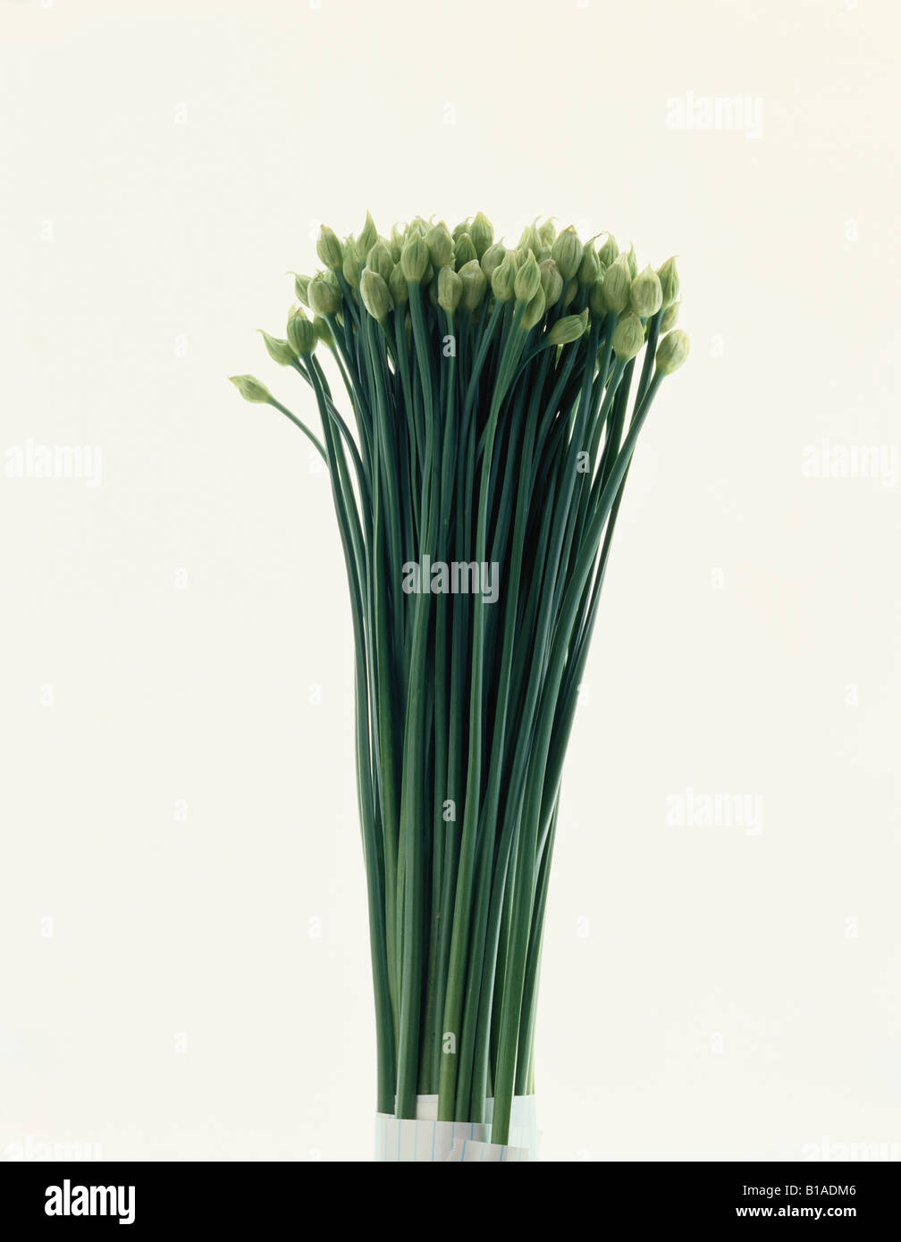Cut back flower stems hi-res stock photography and images - Alamy