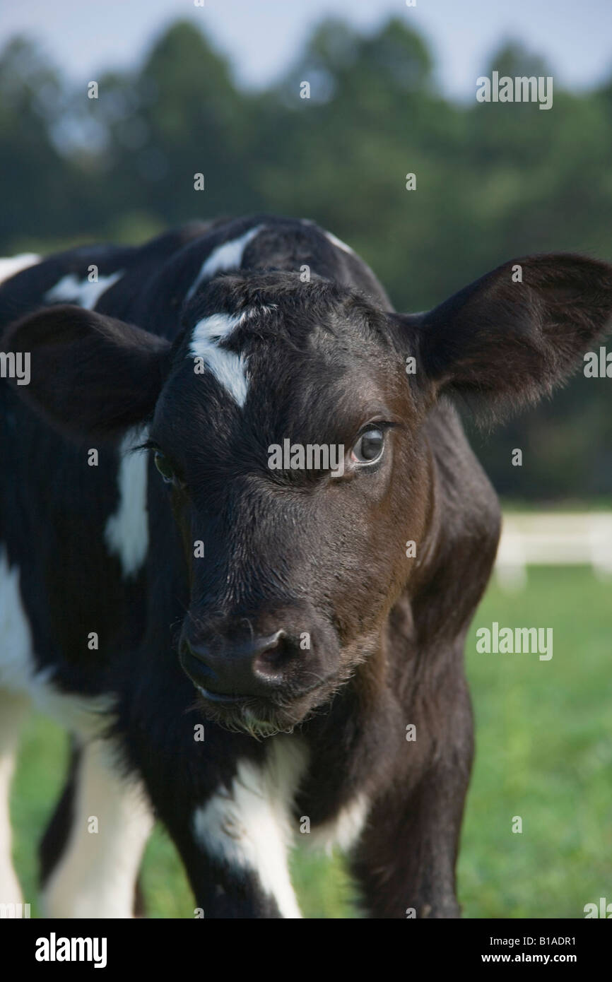 One calf standing Stock Photo