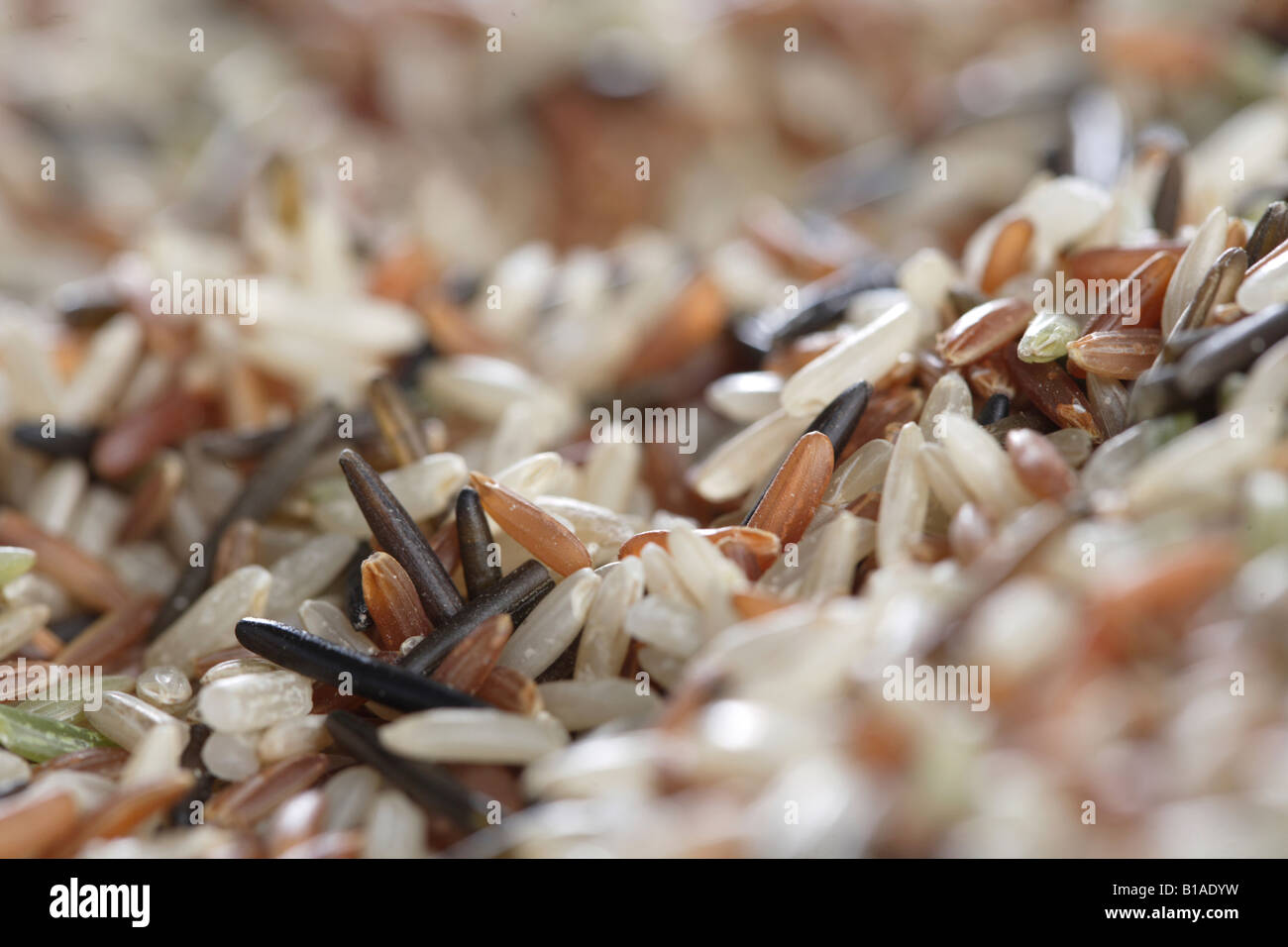 Large-grain rice varieties Stock Photo