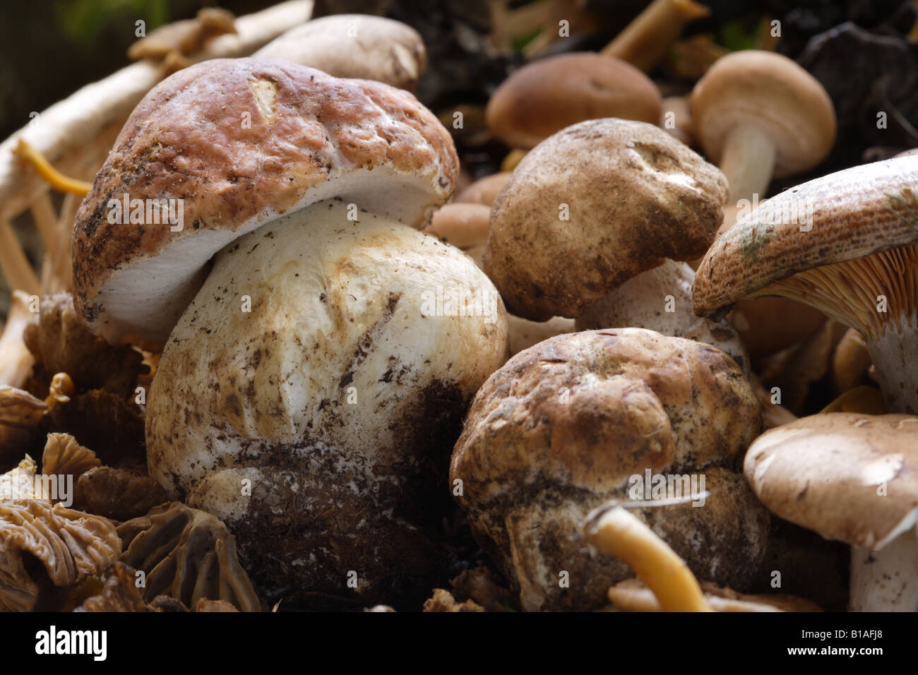 Mushrooms japan hi-res stock photography and images - Alamy