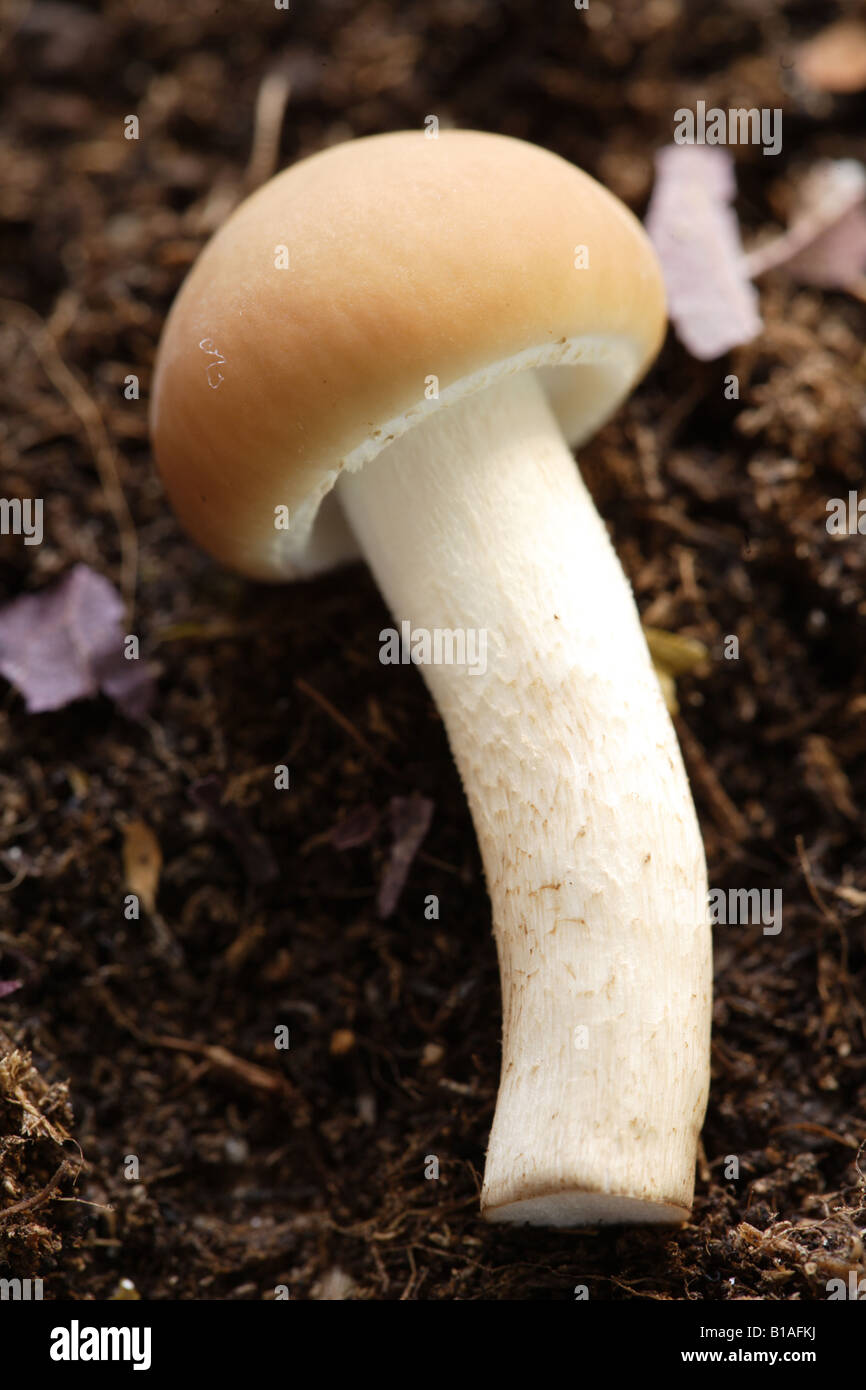 Poplar mushroom agrocybe aegerita Stock Photo Alamy