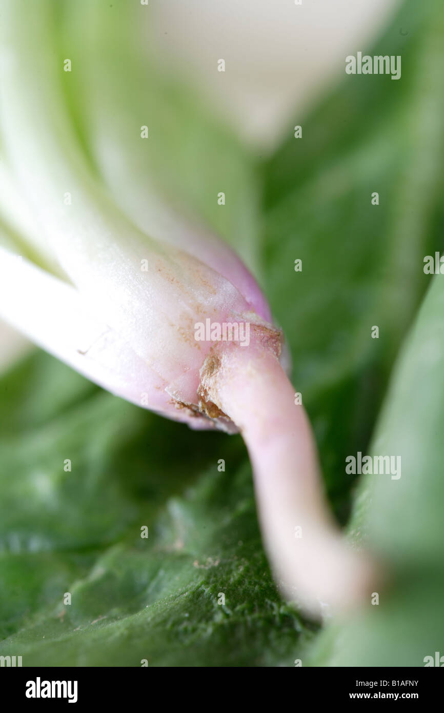 Spinach leaves close up Stock Photo - Alamy
