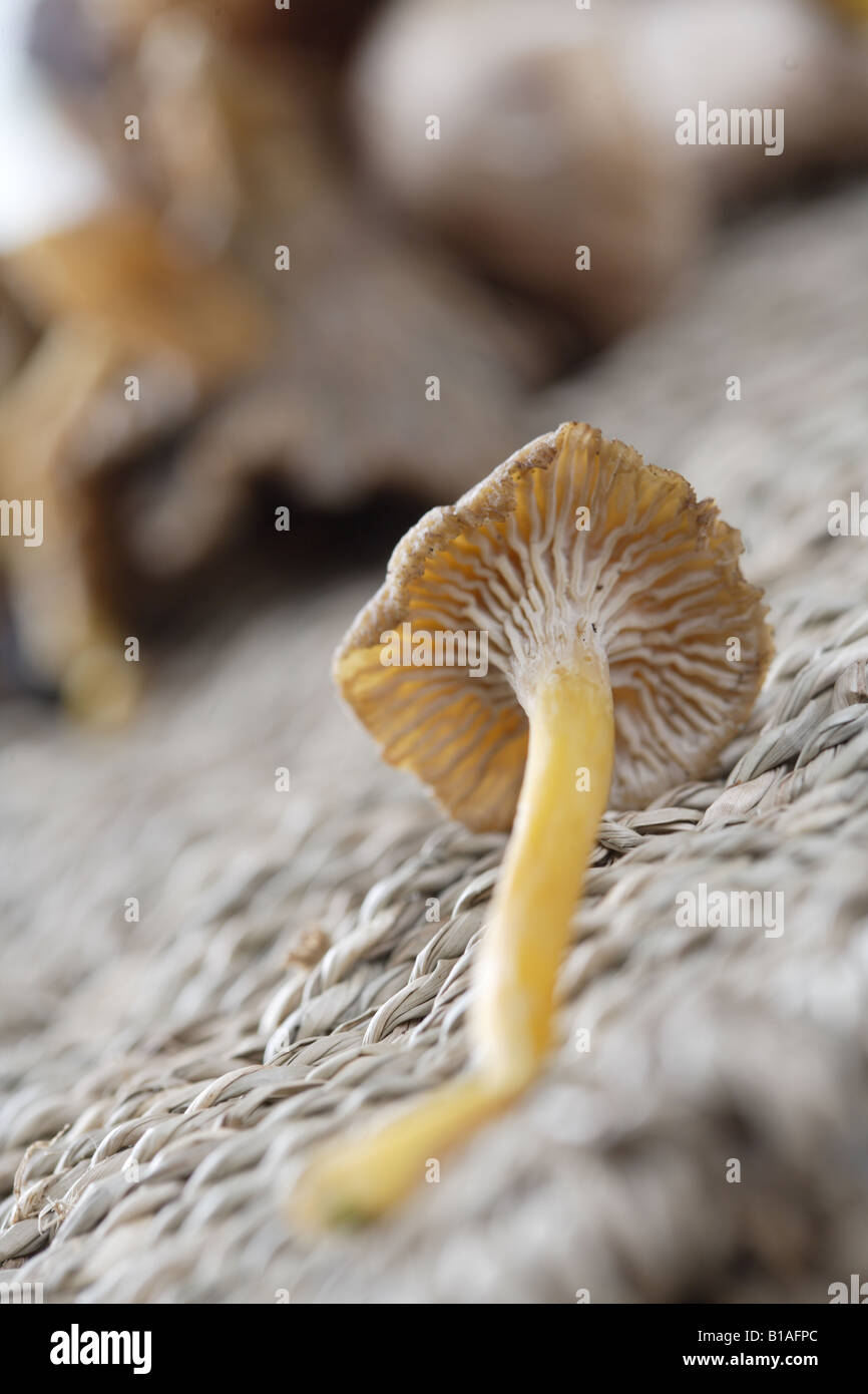 Angula de monte mushroom Stock Photo