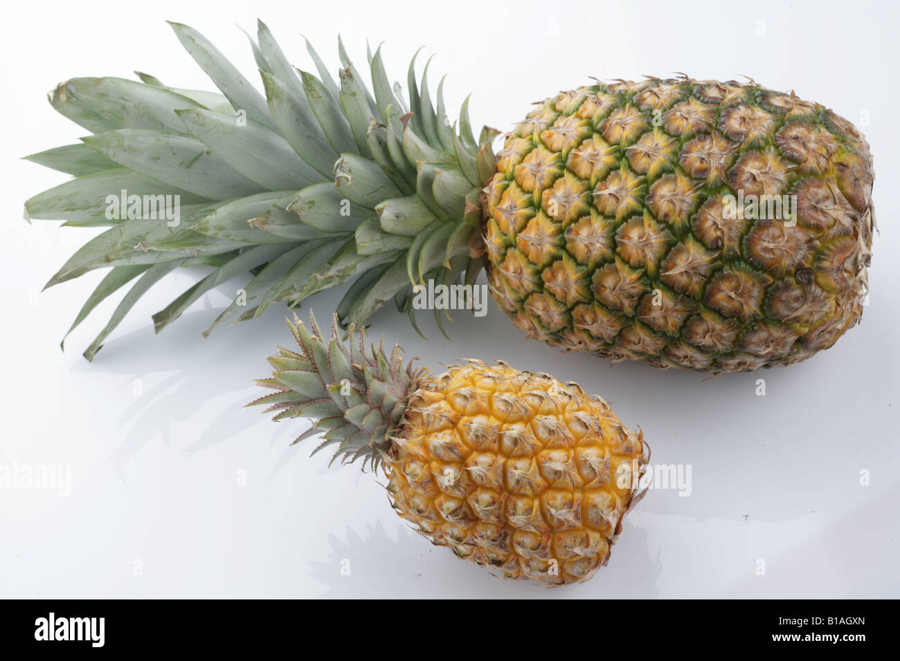 Pineapple and baby pineapple Stock Photo Alamy