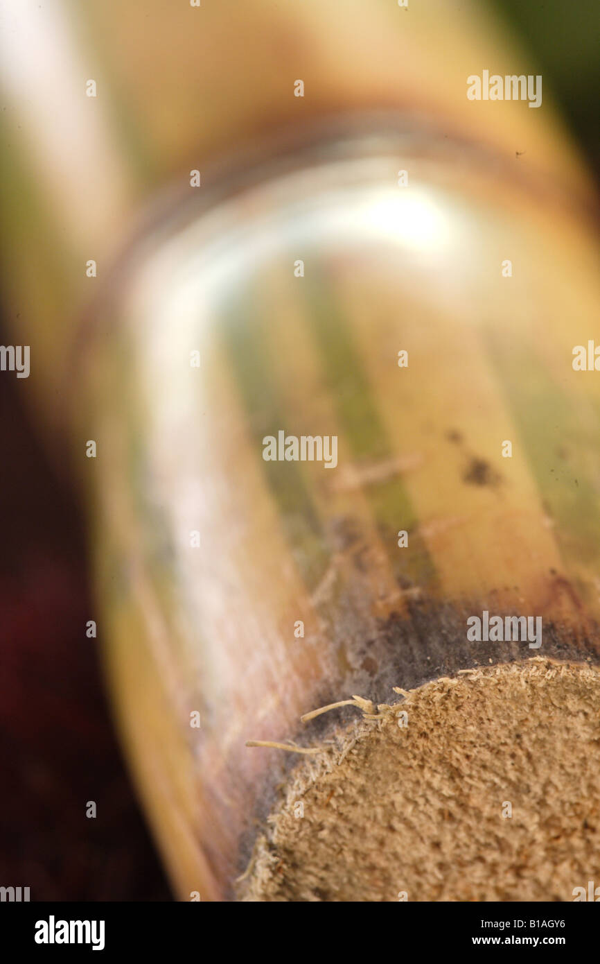 Sugar cane sticks Stock Photo Alamy