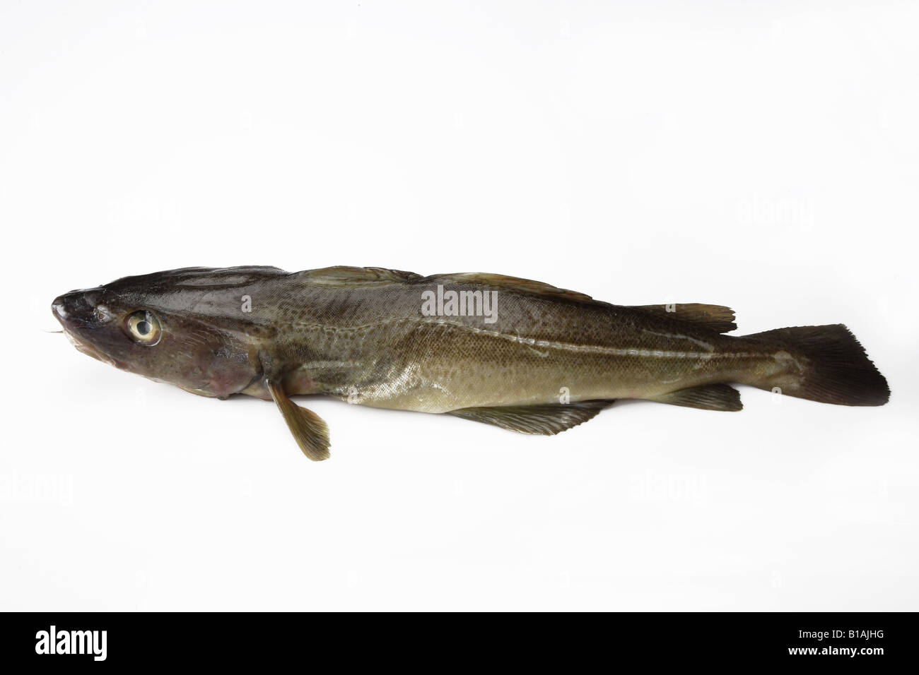 Fresh cod hi-res stock photography and images - Alamy