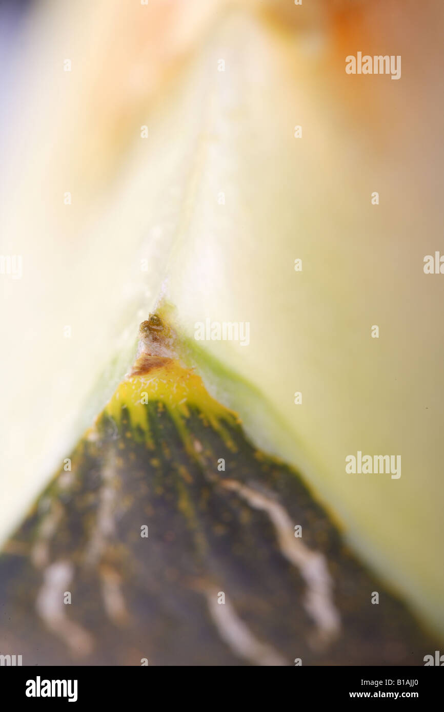 Melon skin close up Stock Photo Alamy