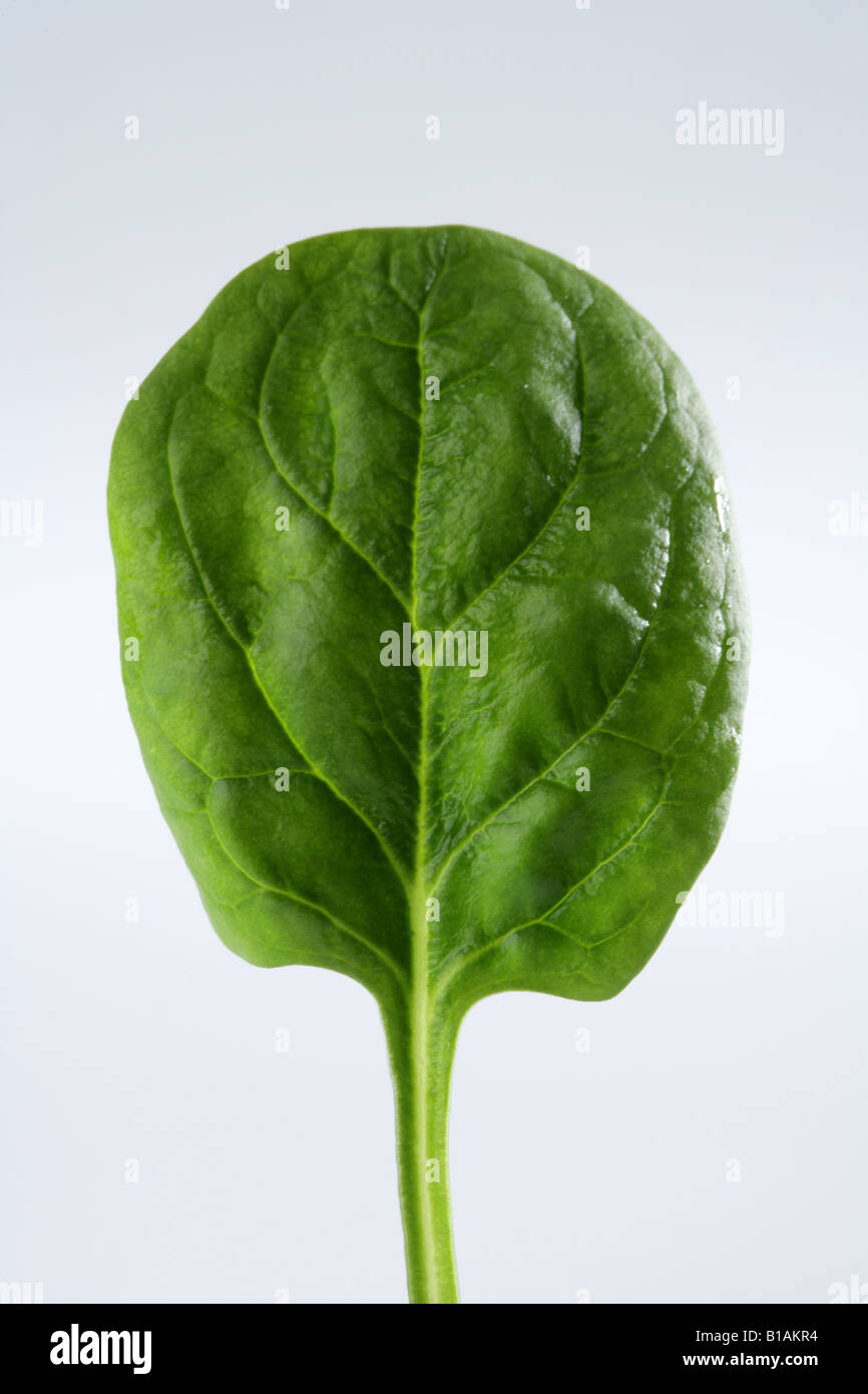 Close up of spinach leaf Stock Photo - Alamy