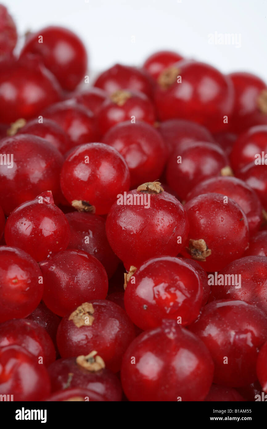Red berries on white background Stock Photo