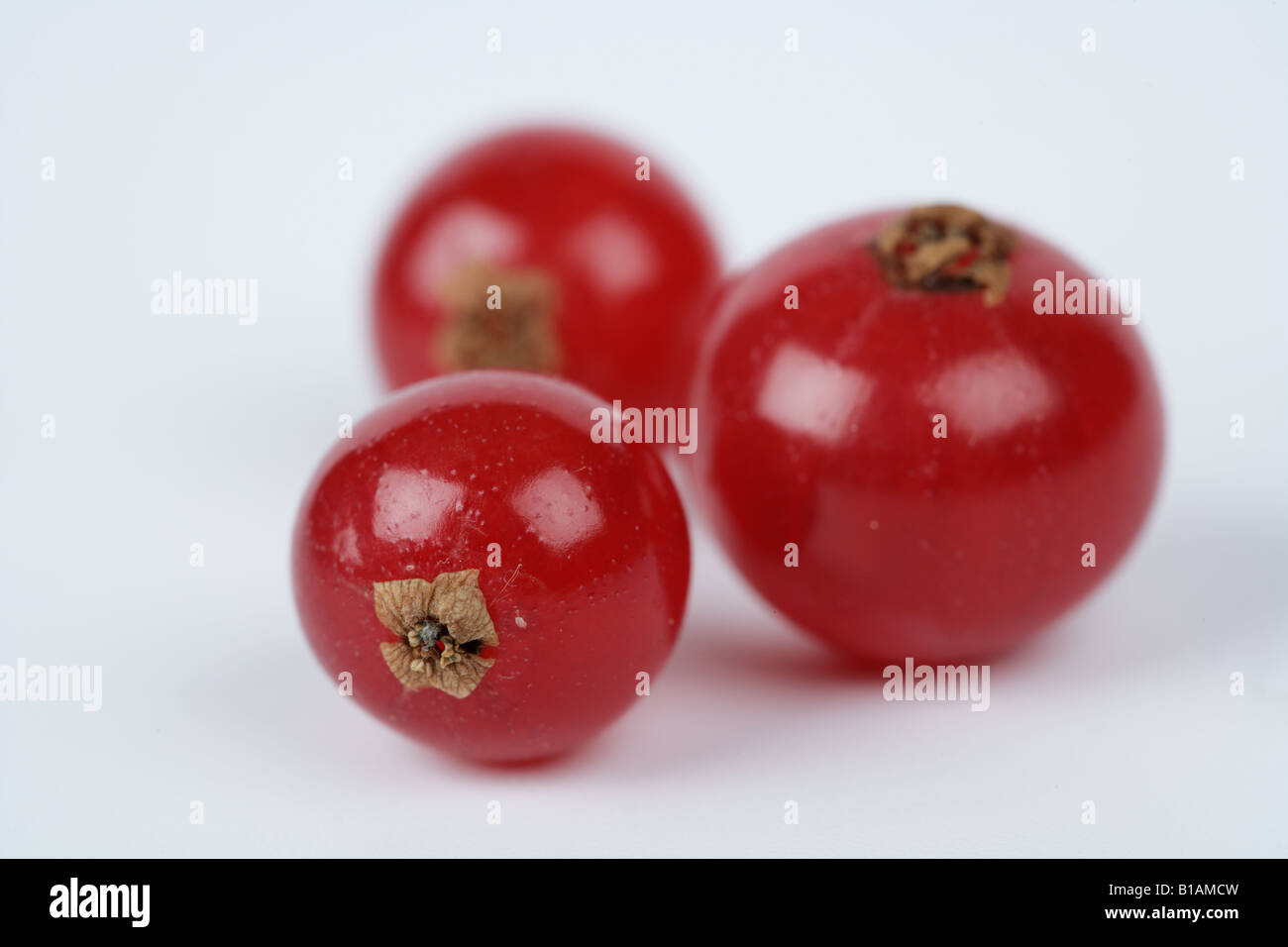 Three redcurrants Stock Photo