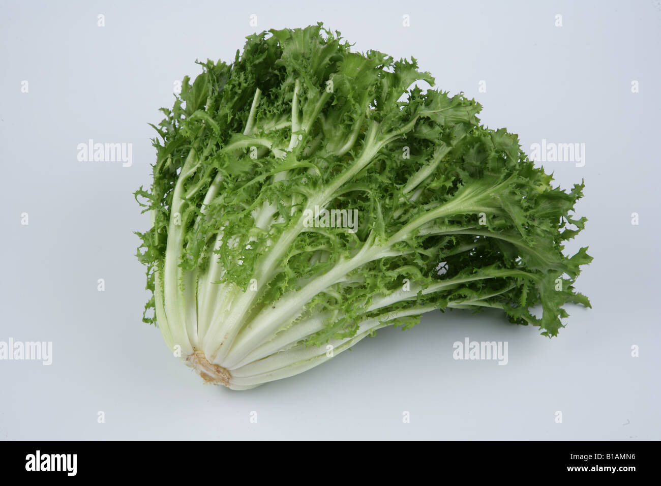 Curly Endive Or Frisee On White Background Stock Photo Alamy