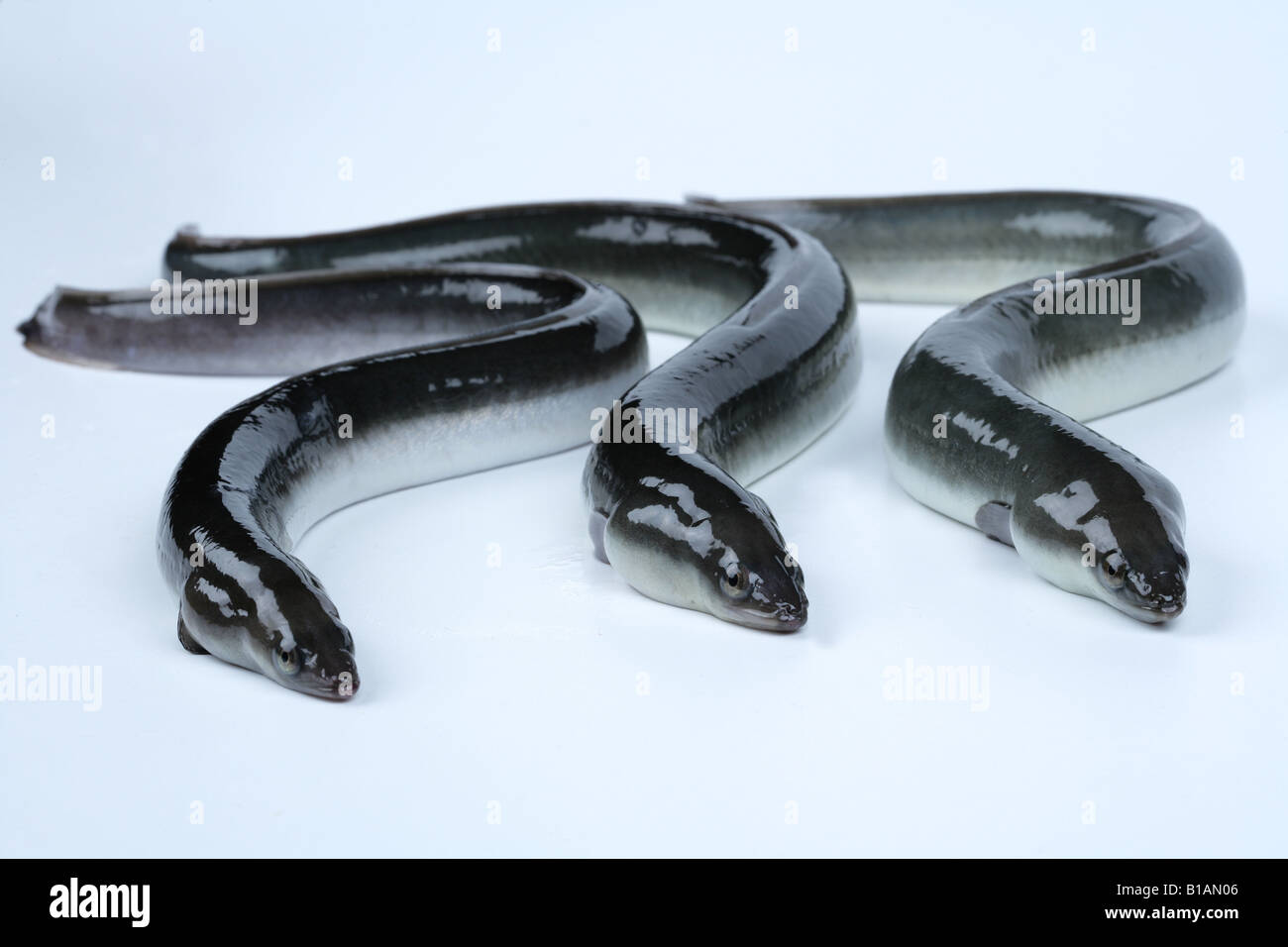 Three alive eels Stock Photo Alamy