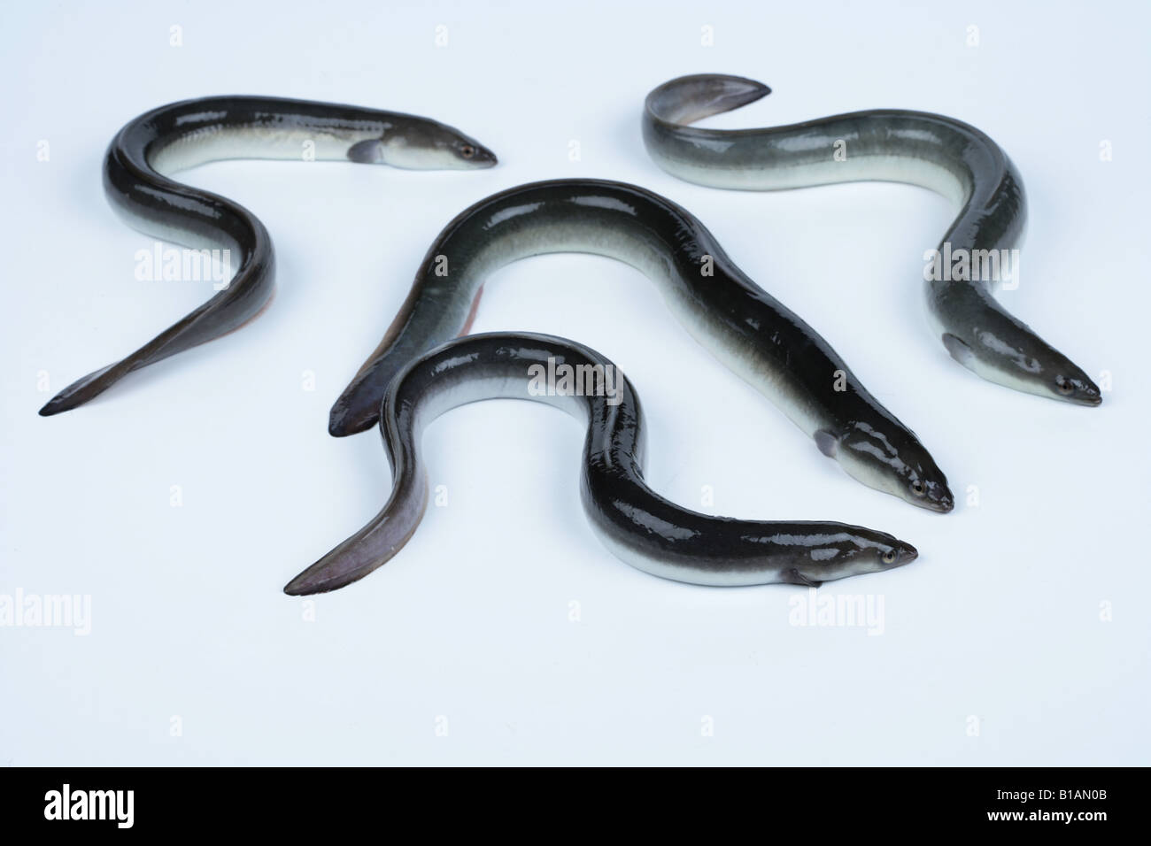 Four alive eels Stock Photo Alamy