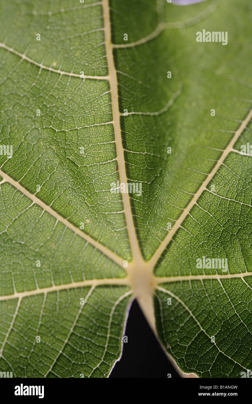 Detail of a fig tree leaf Stock Photo Alamy