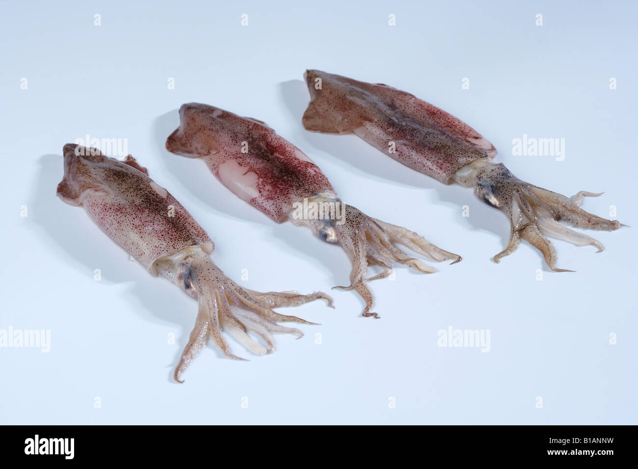 Three fresh baby squids lined up in white background Stock Photo Alamy