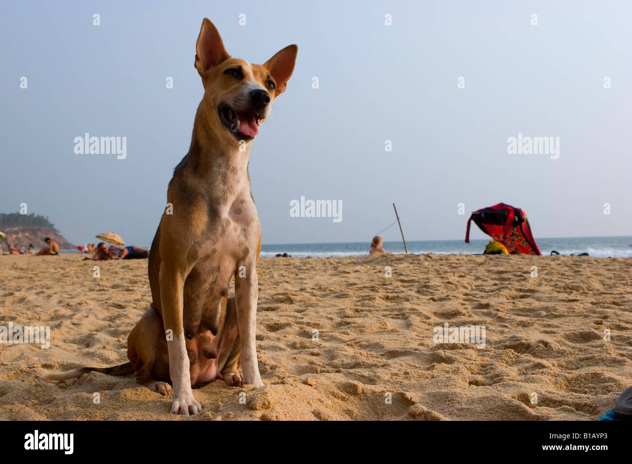 India, Kerala, dog on beach Stock Photo Alamy