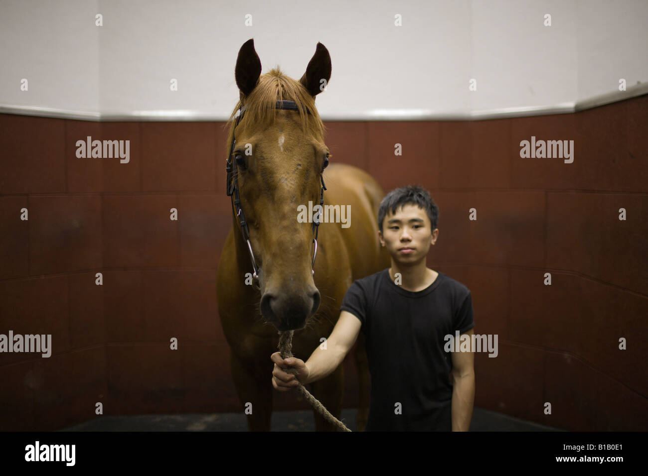 Apprentice jockey David Mo waits with a horse inside a stable before an acupuncture therapy session at the Sha Tin Racecourse Stock Photo