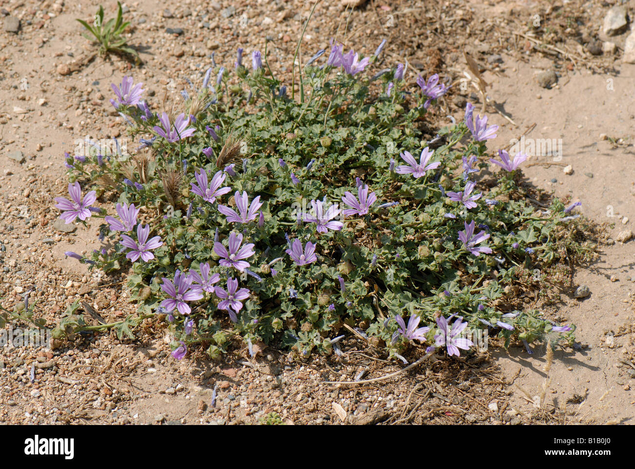Common mallow Malva sylvestris short stunted coastal flowering plant Crete Stock Photo