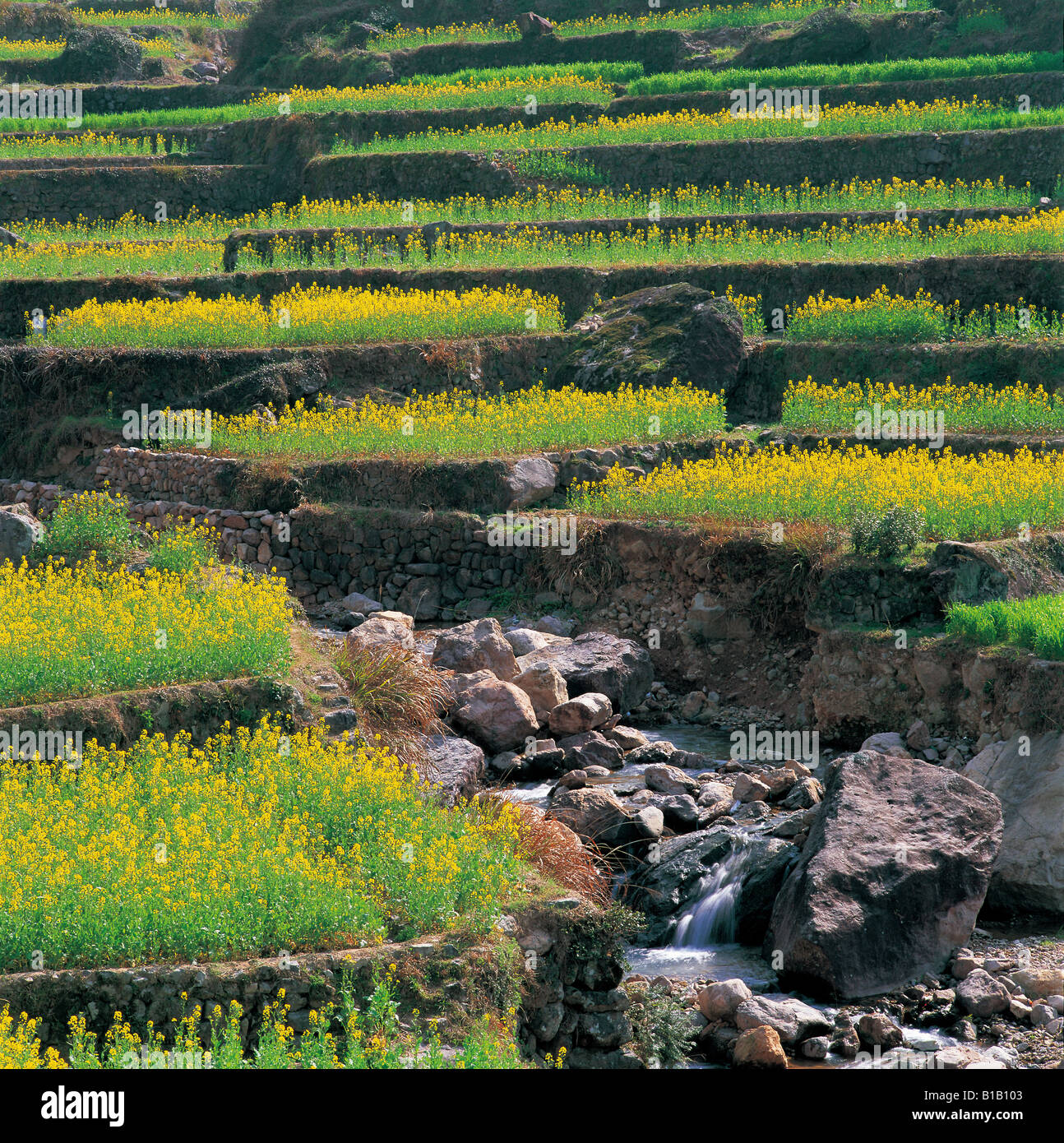 stream through terrace full of yellow flowers in area of ancient Huizhou,Anhui,China Stock Photo