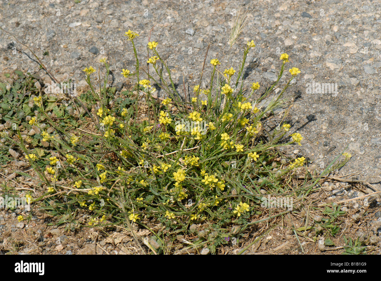 Bastard cabbage Rapistrum rugosum short stunted flowering and seeding
