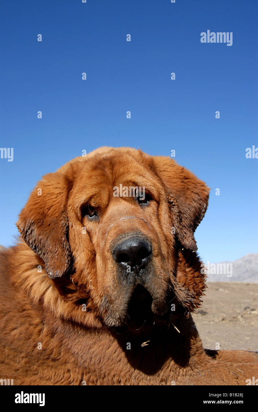 head of Tibetan Mastiff,close up Stock Photo