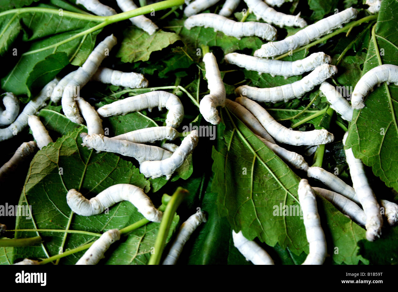 large group of silkworms on the leaves Stock Photo Alamy