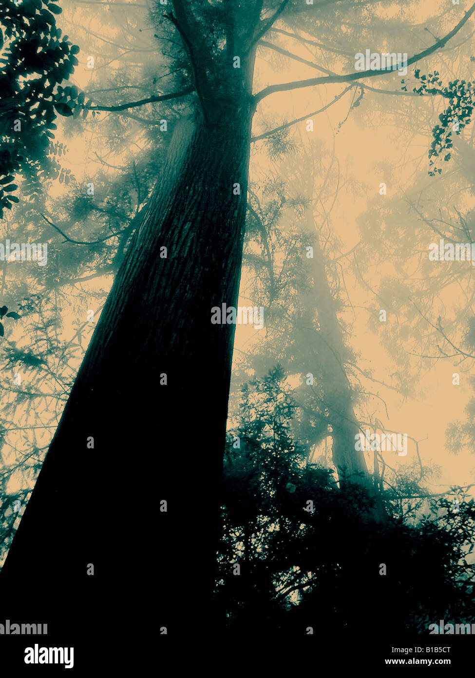 China tree fog hi-res stock photography and images - Alamy