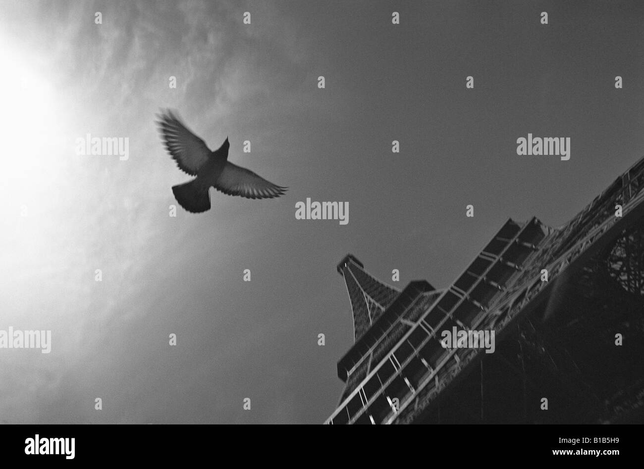 France, Paris, Eiffeltum, dove flying, low angle view Stock Photo