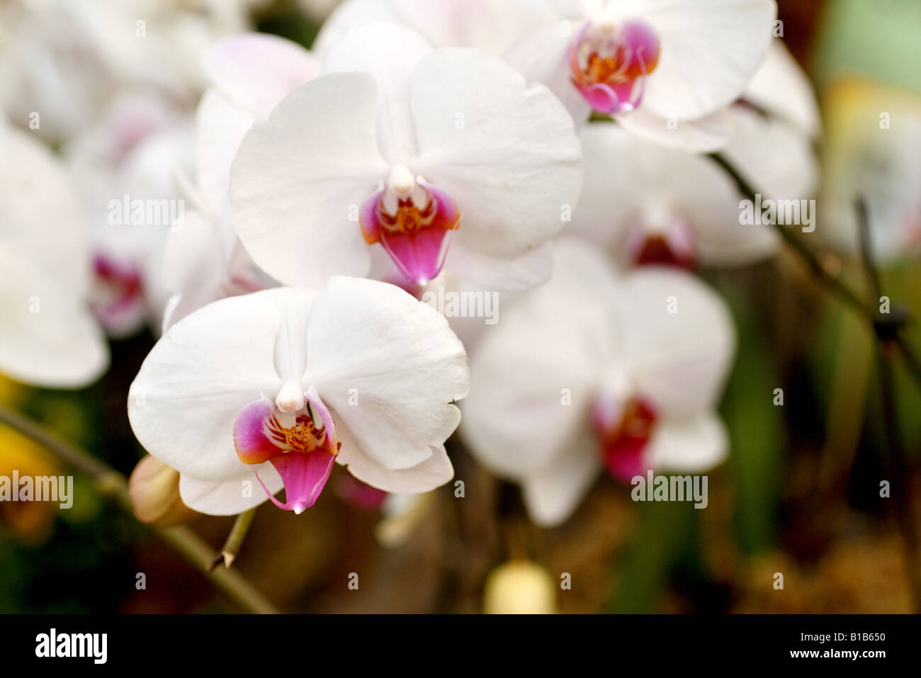 phalaenopsis chrysanthemum Stock Photo
