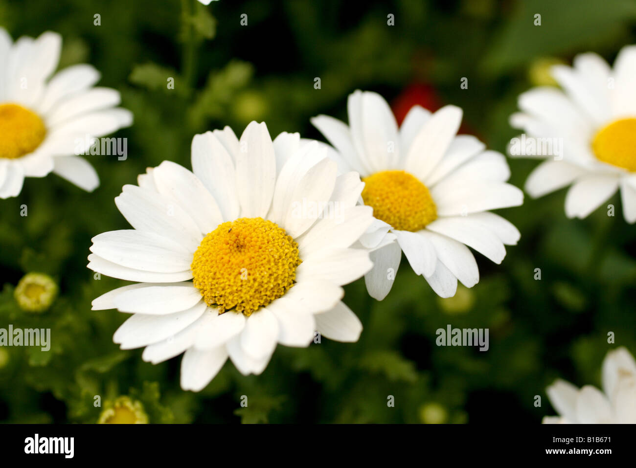 chrysanthemum flower michelia figo furcraea foetida striata Carbera fluri minin pink pansy pafadosum phalaenopsis Rhododendron t Stock Photo