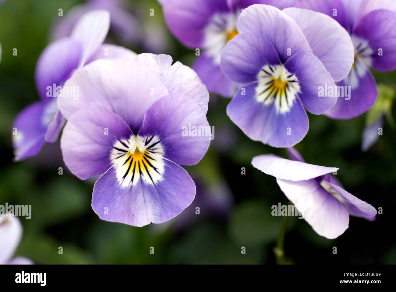 chrysanthemum  purple flower pafadosum pafudosum Stock Photo