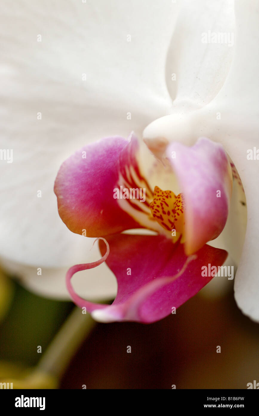 flower white pink phalaenopsis pistil stamen chrysanthemum Stock Photo