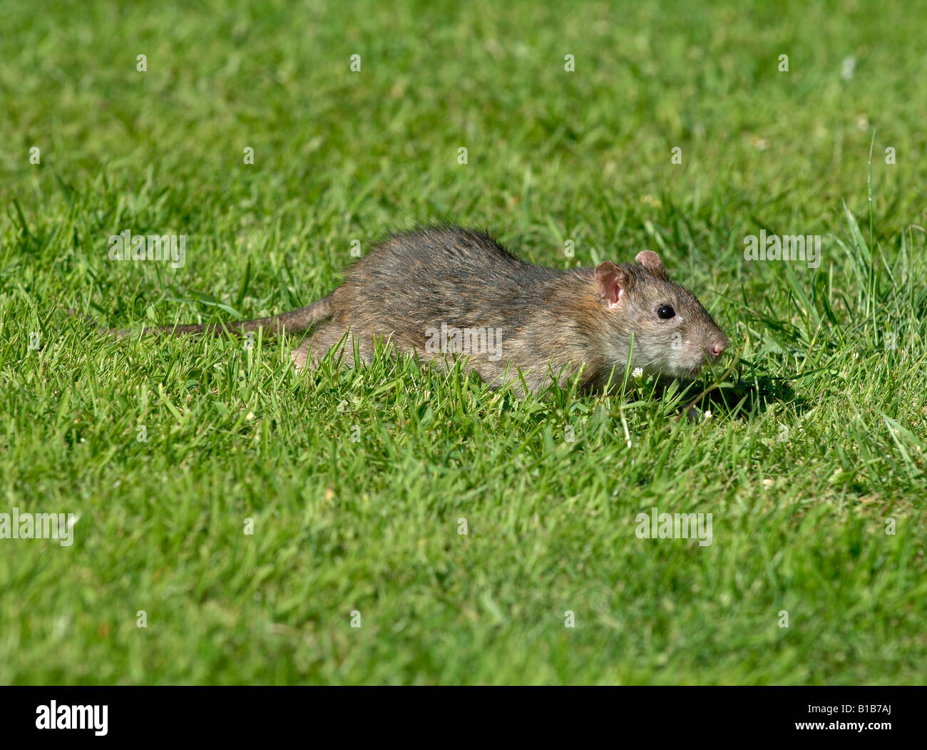 Adult brown rat scurrying across a lawn near to a bird feeder Stock Photo