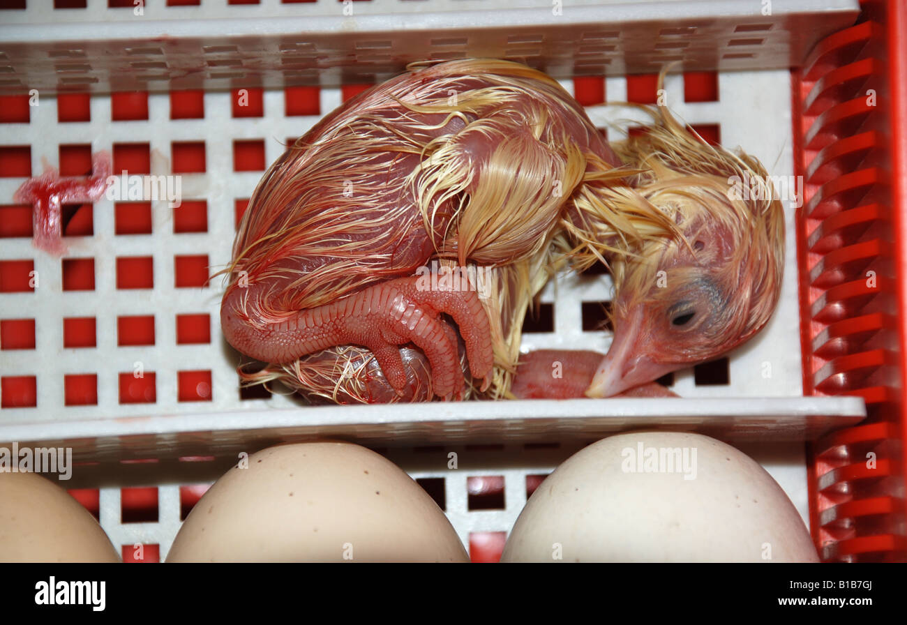 Newborn chicken in a incubator Stock Photo