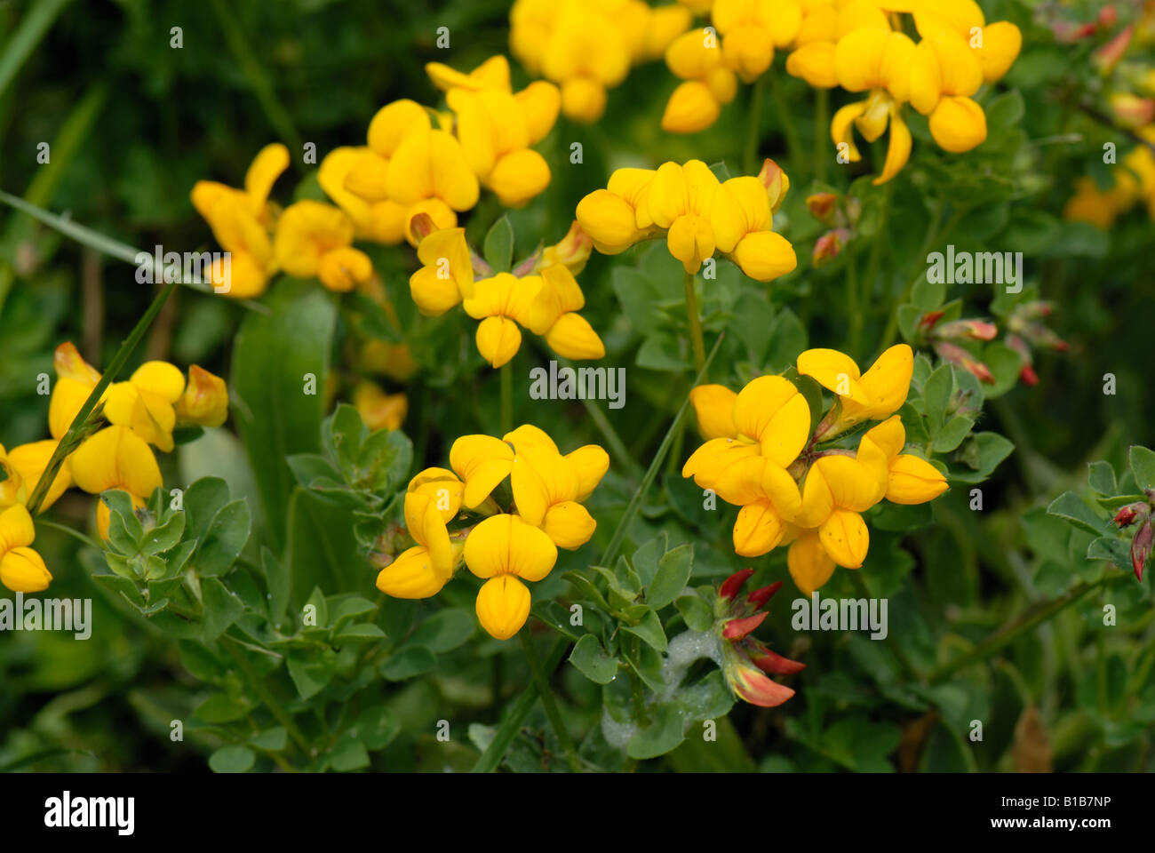 Eggs and bacon flowers hi-res stock photography and images - Alamy