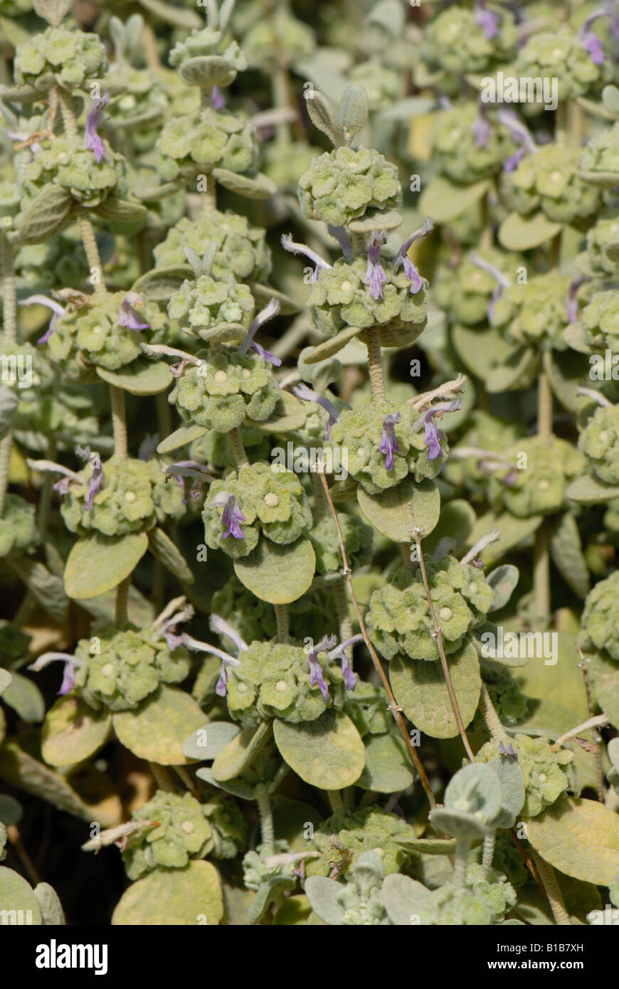 Ballota acetabulosa flowering plant on waste ground in South West Crete Stock Photo