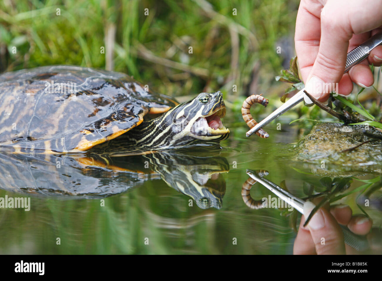 Hieroglyphic river cooter getting food / Pseudemys concinna hieroglyphica Stock Photo