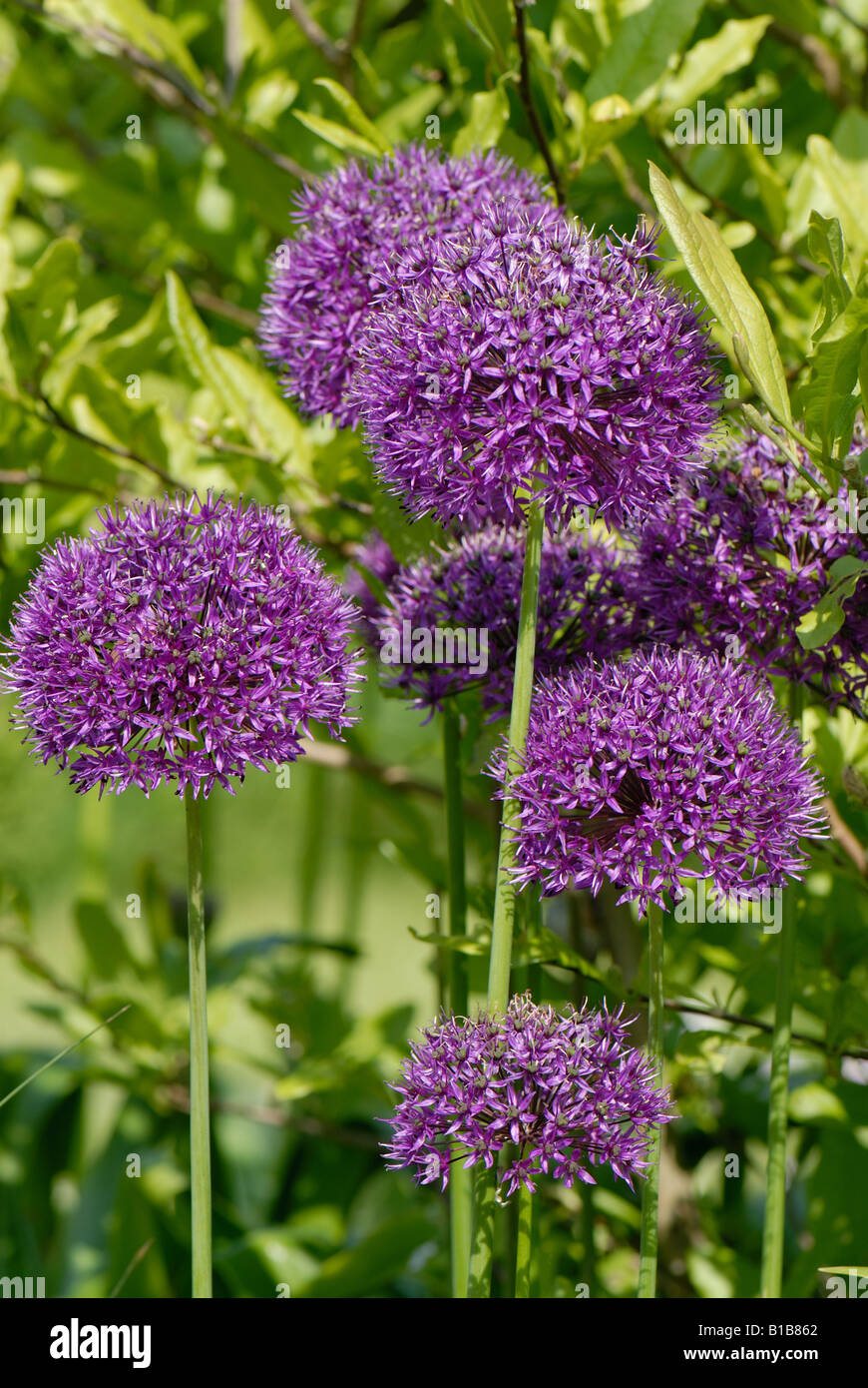 Allium Purple Sensation flowers on ornamental garden plants Stock Photo