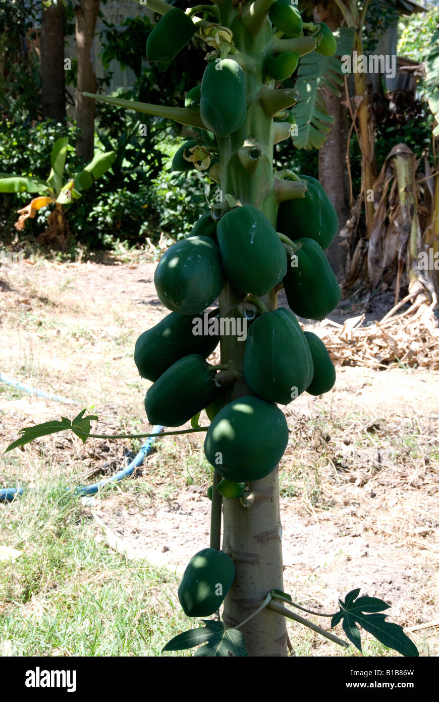 A papaya tree growing in the Phan Thiet region of Vietnam Stock Photo