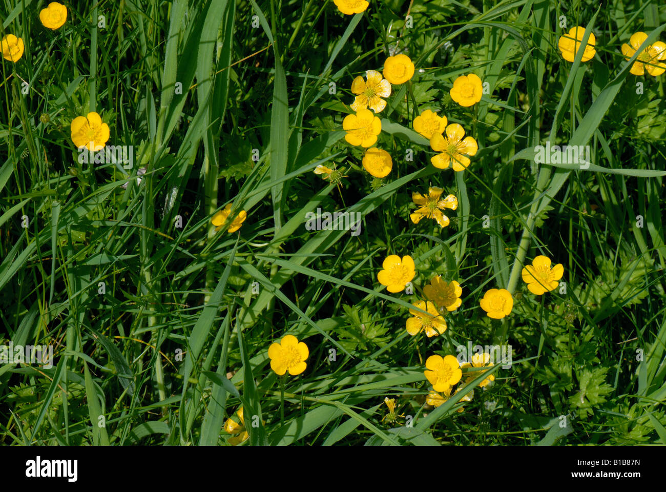 Field buttercup Ranunculus acris flowering in grassland Stock Photo