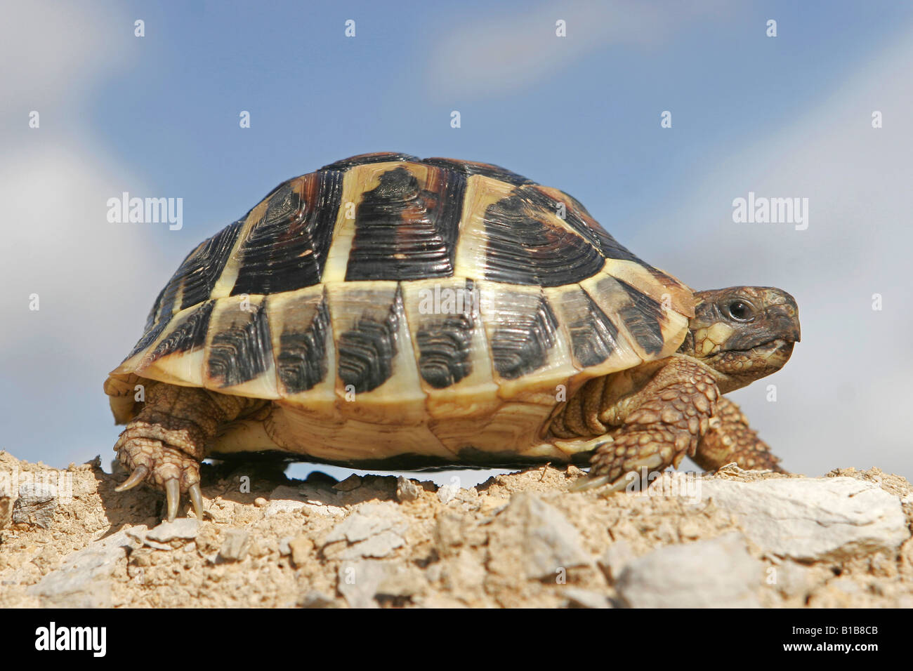 Eastern Hermann's Tortoise / Testudo hermanni boettgeri Stock Photo - Alamy