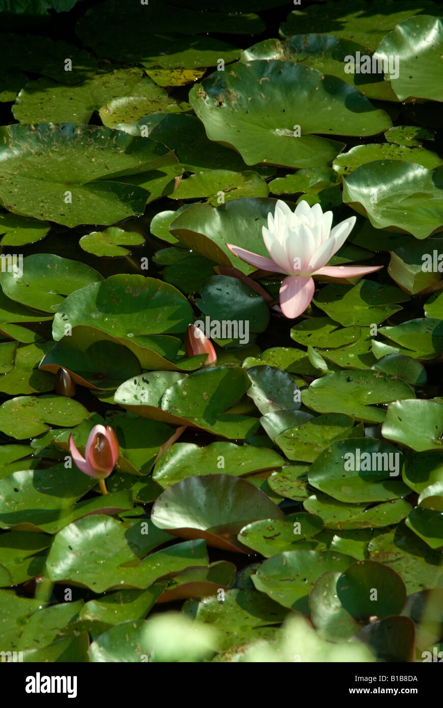 Lilies in a pond hires stock photography and images Alamy
