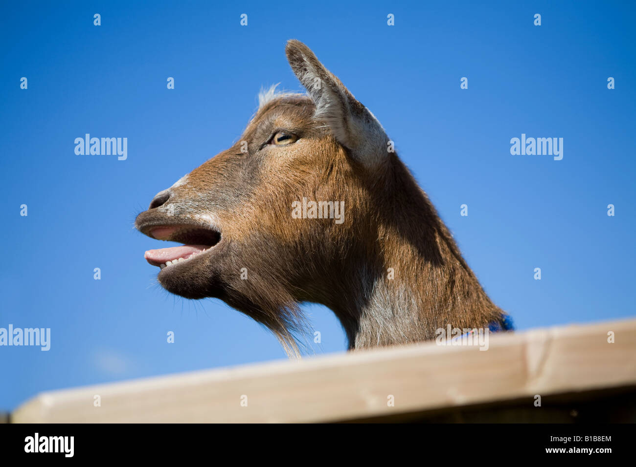Goat Tongue High Resolution Stock Photography and Images Alamy