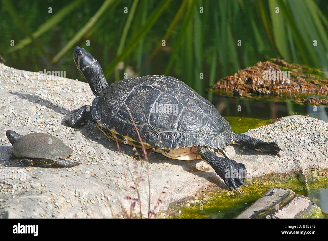 Right yellow bellied slider hires stock photography and images Alamy