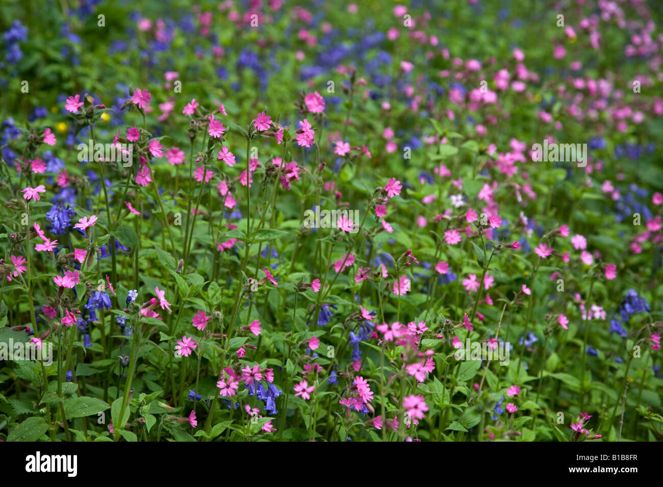 flowers in a hedgerow cornwall spring Stock Photo Alamy