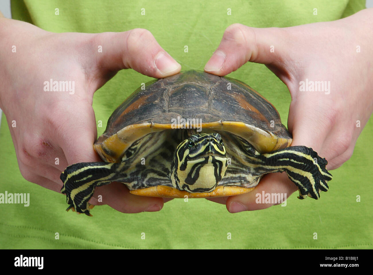 Florida Redbelly Turtle / Pseudemys nelsoni Stock Photo