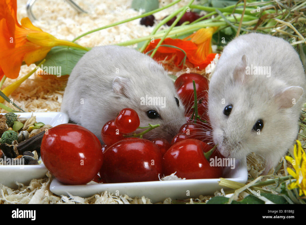 two Roborovski dwarf hamster - munching / Phodopus roborovskii Stock Photo