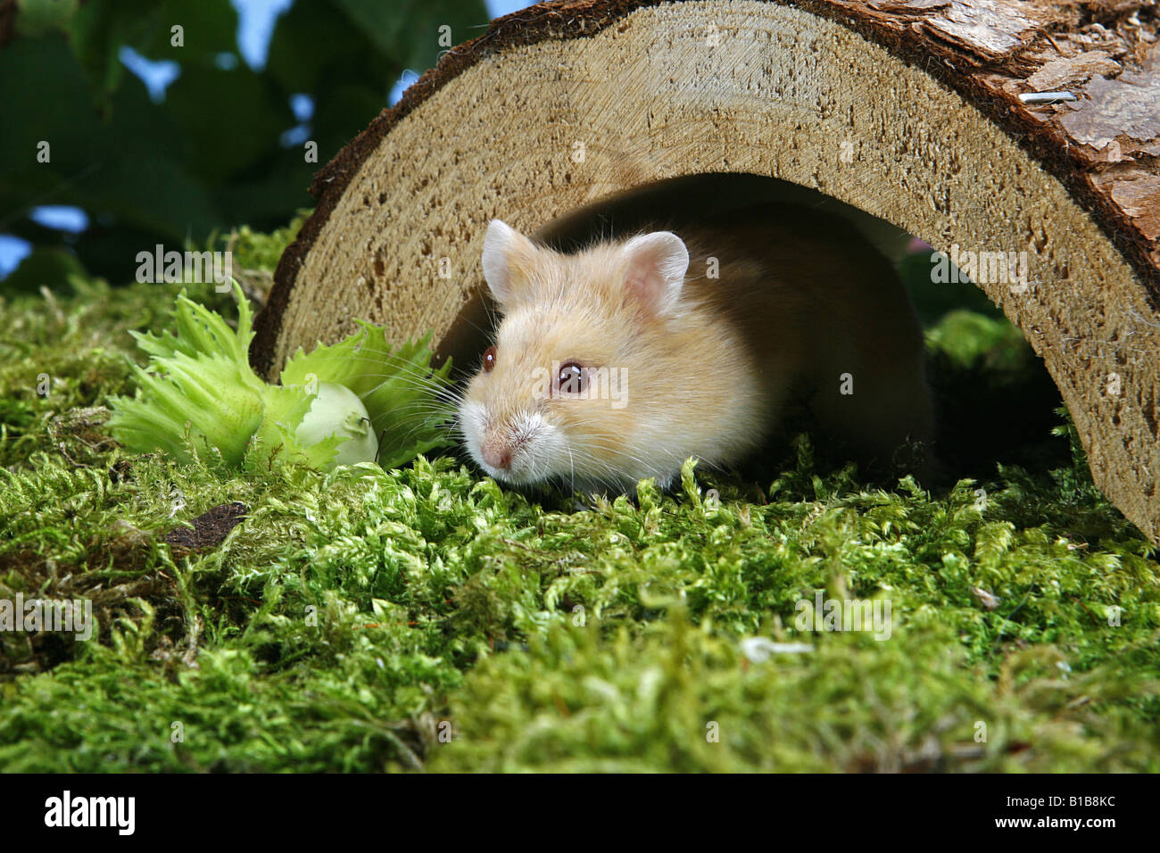 Campbell's dwarf hamster on moss / Phodopus campbelli Stock Photo Alamy