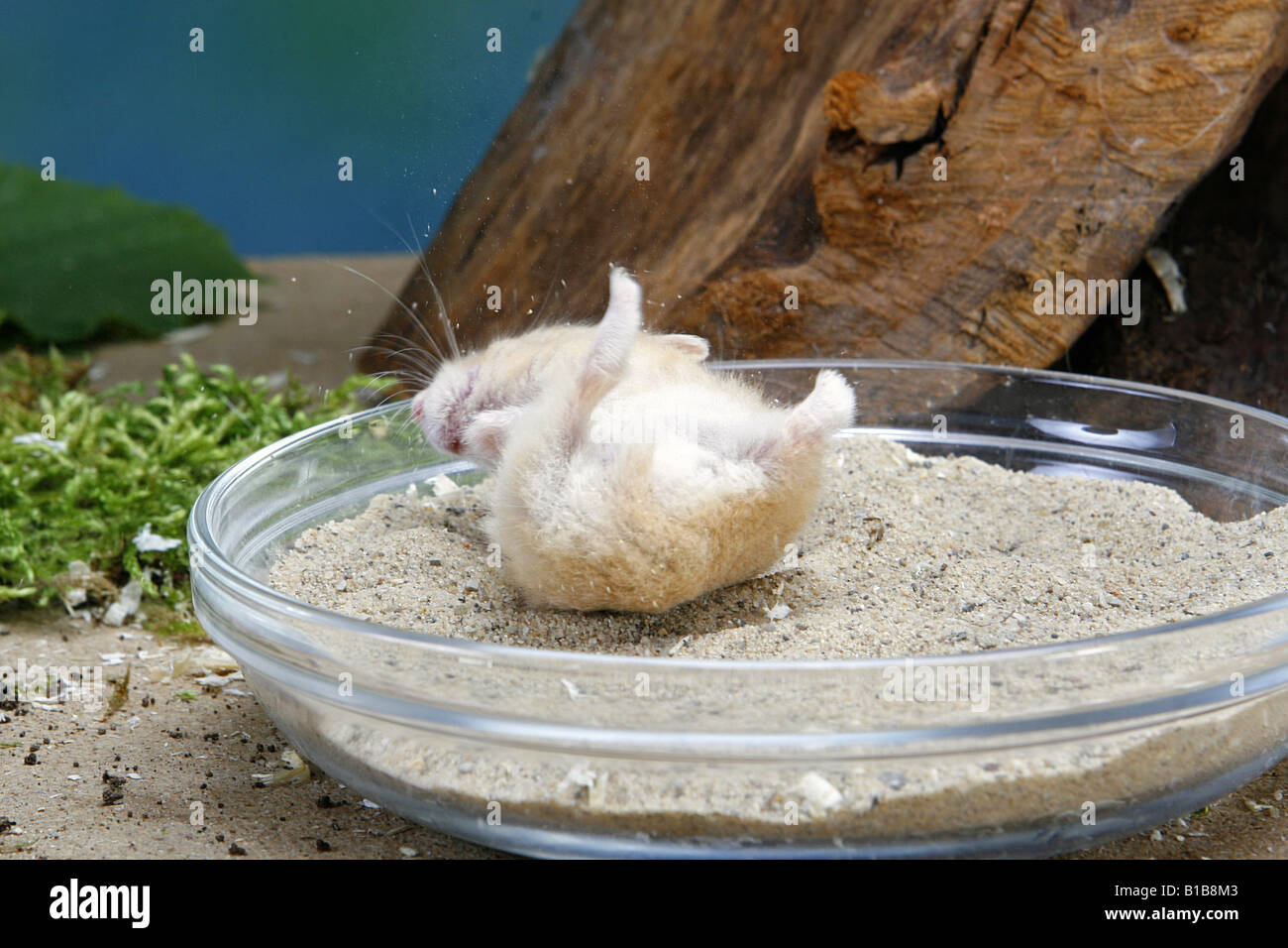 Campbells Dwarf Hamster (Phodopus campbelli) taking a sand bath
